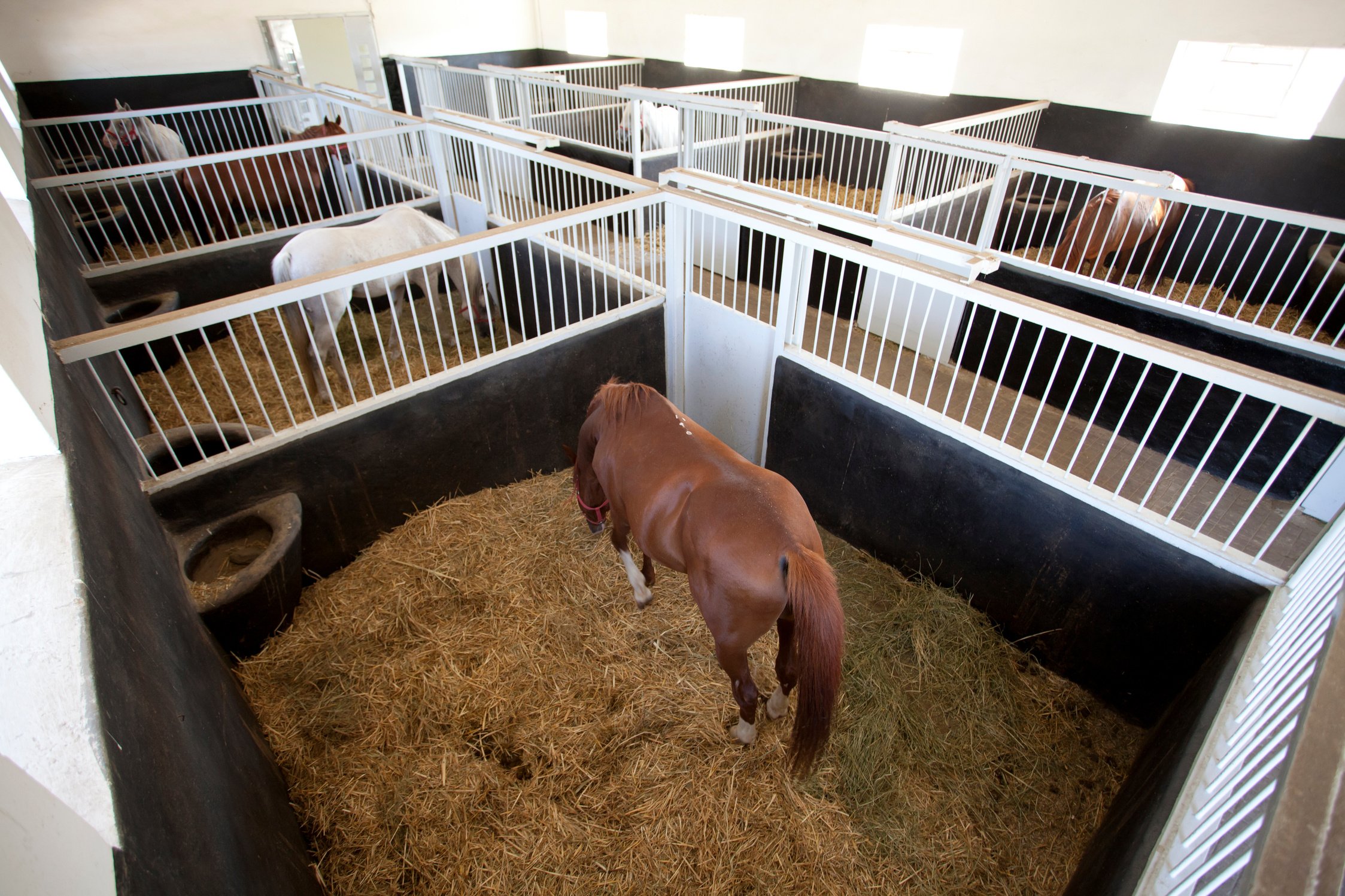 Horses inside Stall