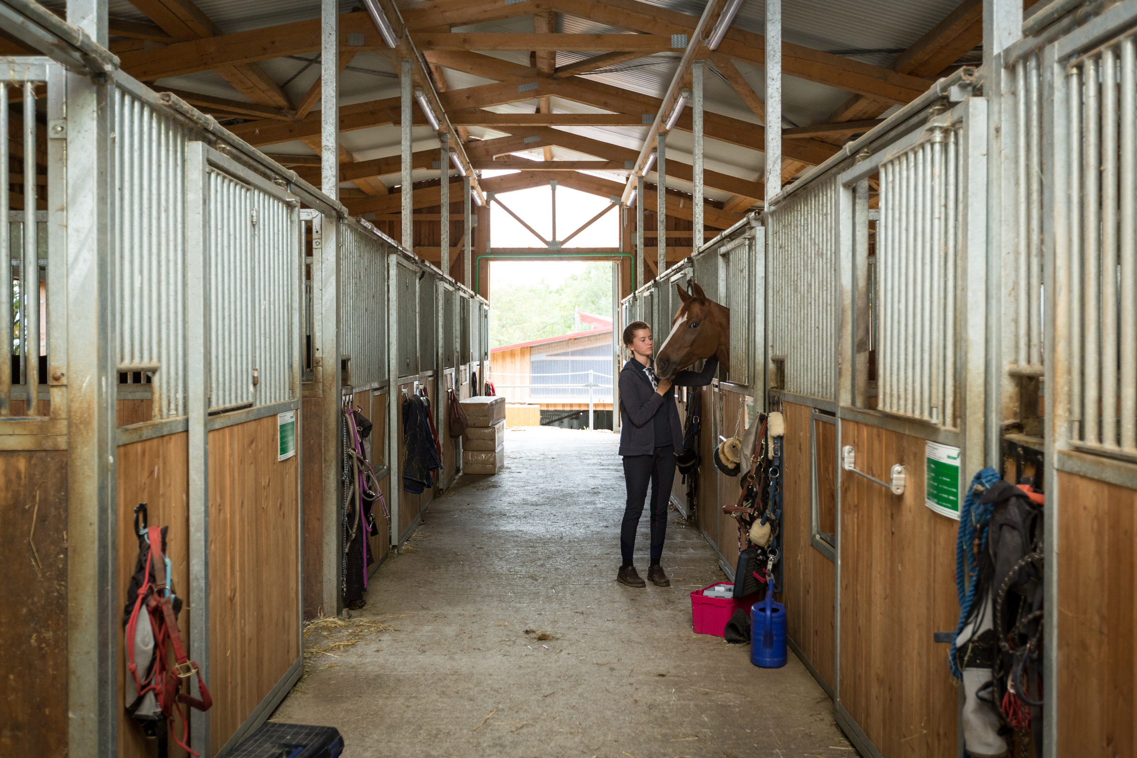 Horse in the stable