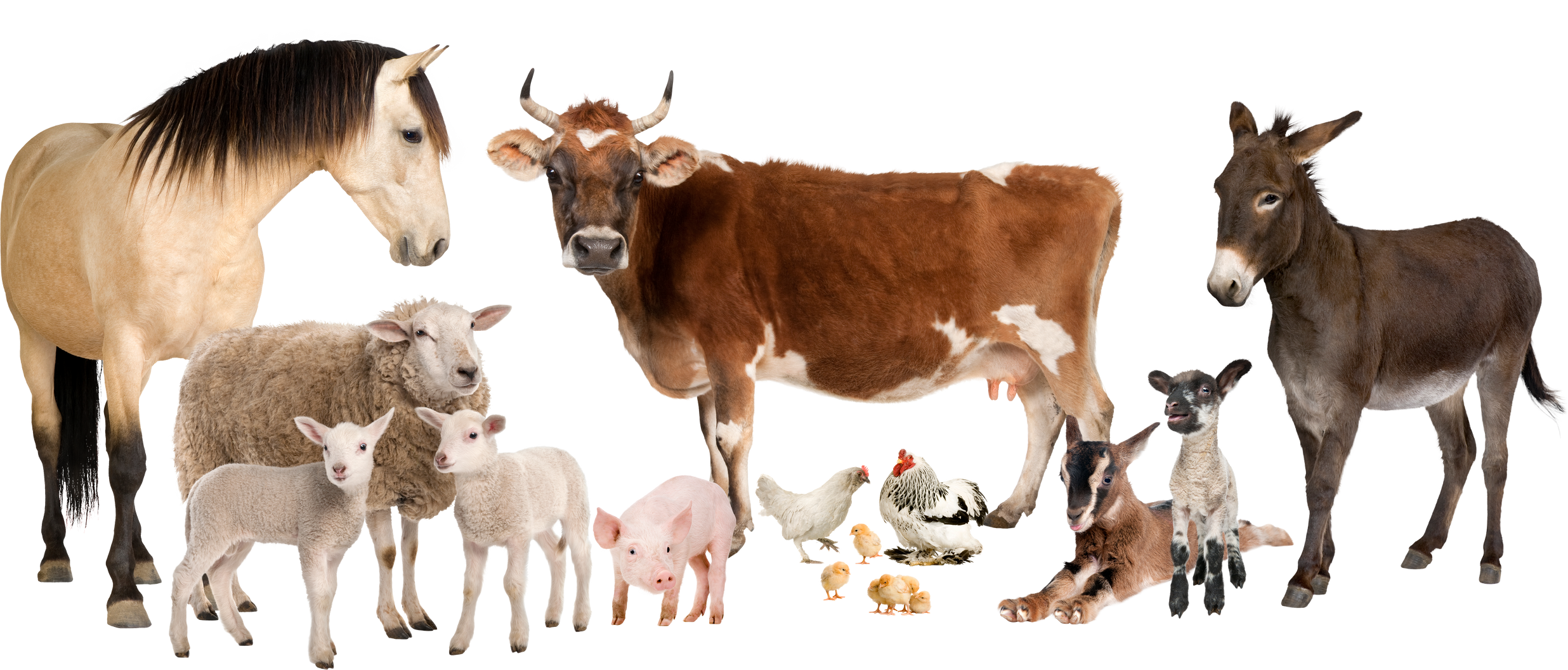 Group of Farm Animals Cutout